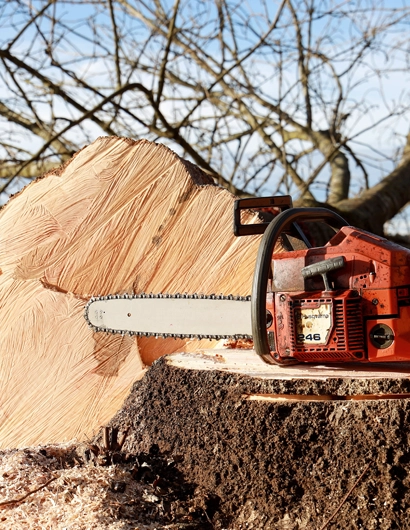 Discreet and Efficient Tree Removal in Ballantyne, NC