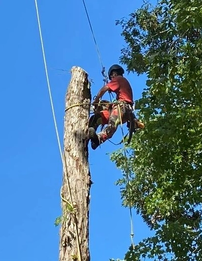 Dependable Tree Removal Services