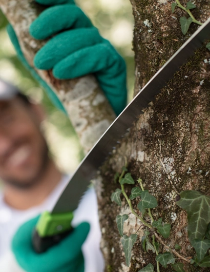 Expert Tree Trimming