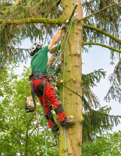 Expert Tree Trimming